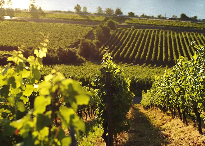 Rhein-hotel 3* Nierstein